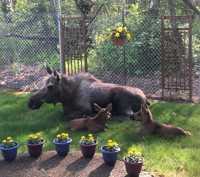 Moose And Her Calves Decide To Spend A Day In This Family's Backyard, Man Documents How It Went