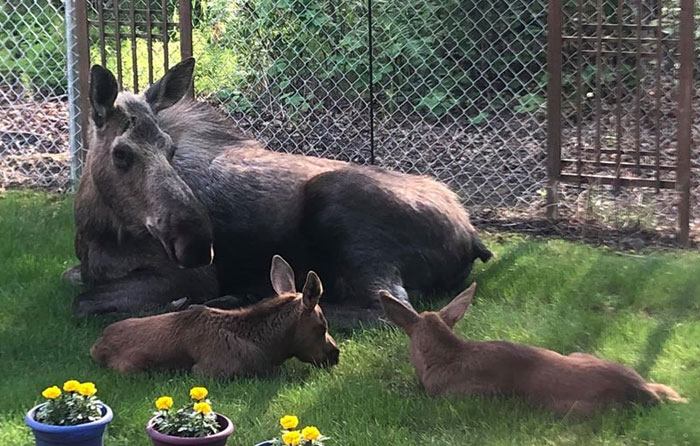 Moose And Her Calves Decide To Spend A Day In This Family’s Backyard, Man Documents How It Went