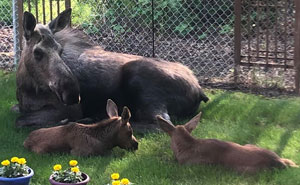 Moose And Her Calves Decide To Spend A Day In This Family's Backyard, Man Documents How It Went