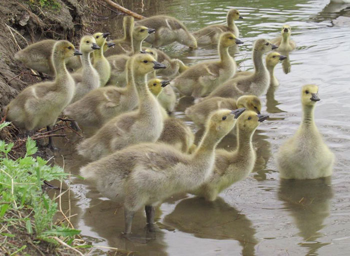 This Goose Couple Is Taking Care Of 47 Adorable Baby Goslings