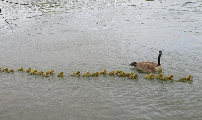 This Goose Couple Is Taking Care Of 47 Adorable Baby Goslings