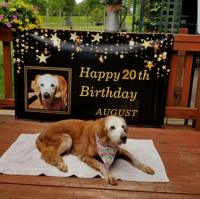 This Cute Golden Retriever Becomes The First Golden Retriever To Reach The Age Of 20