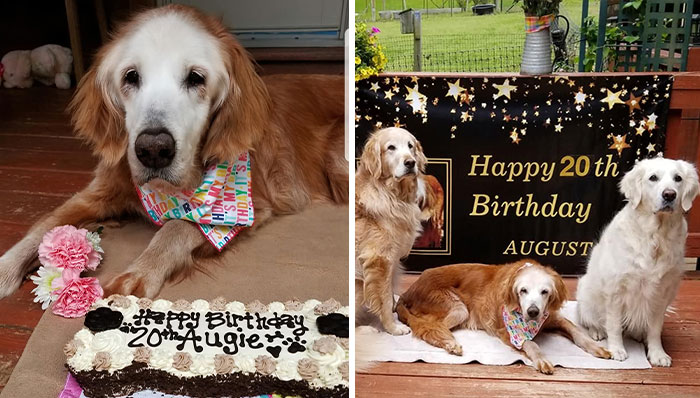 This Cute Golden Retriever Becomes The First Golden Retriever To Reach The Age Of 20