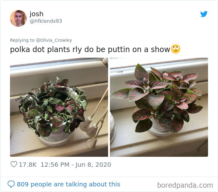 Overdramatic-Plants