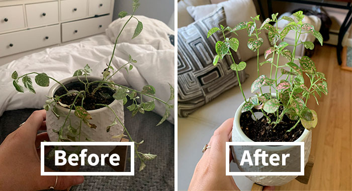 People Are Posting Pics Of Their Plants’ Hilarious Dramatic Behavior (18 Pics)