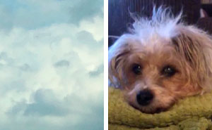 Woman Sees ‘Her Dog’ In The Sky A Few Hours After Her Death, Others Share Similar Pics And Stories
