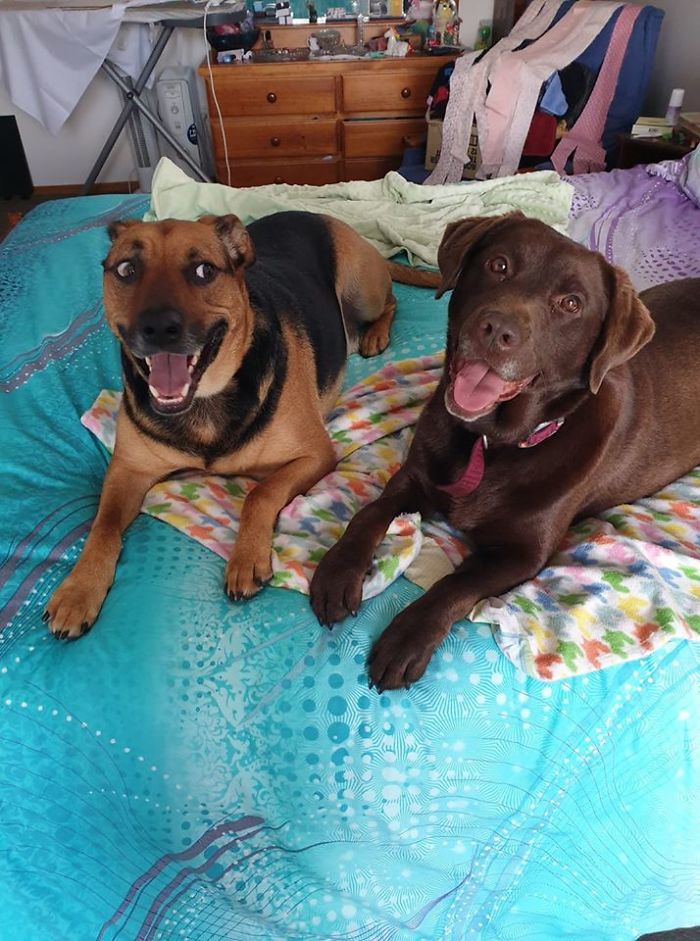 On The Day I Adopted The Choc Lab (Harmony) I Took Her To My Parents House To Meet Their Dog (Duke) This Is His Reaction To Her Getting On The Bed With Him
