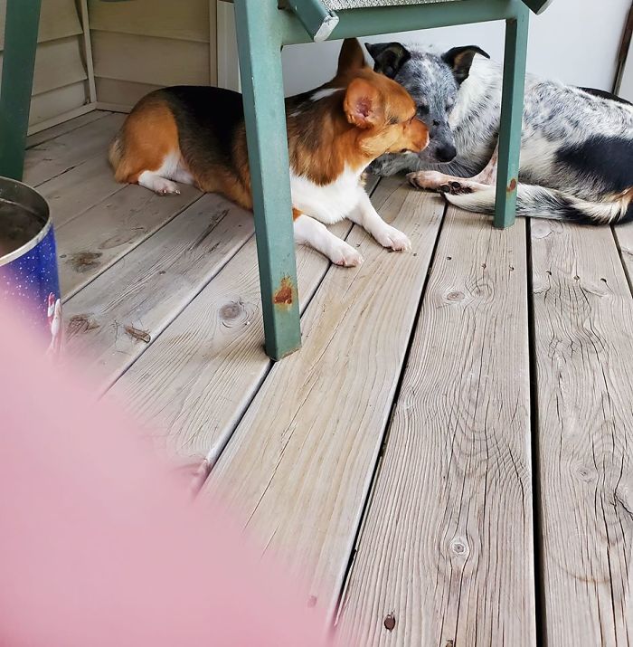Sam On The Right Who We Adopted After About 10 Minutes Of Bringing Him Home. Cricket (Corgi) Loves Her New Brother!