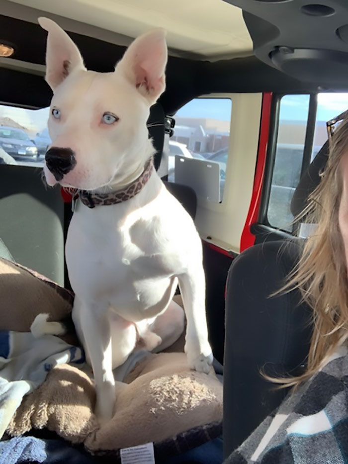 This Was Hank In Jan 2020 When I Picked Him Up From A Transport That Brought Him To Massachusetts From Arkansas Where He Was In A Foster Home