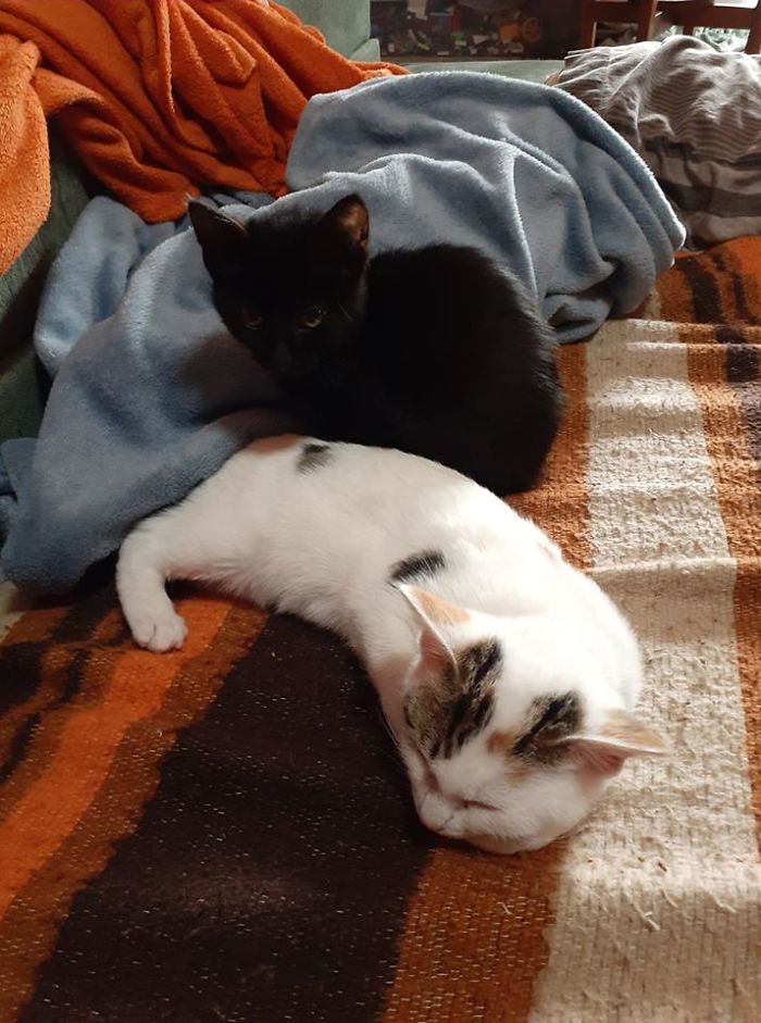 Our Rescues 2,5 Weeks Ago On Their 1st Day Home Xenie (8 Weeks) And Kitty (6 Weeks)