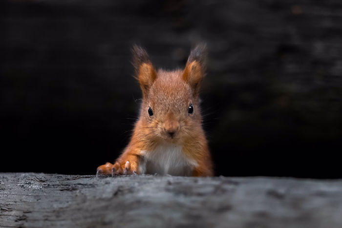 Photographer Puts Her Mic In Front Of A Baby Squirrel, And Its Adorable Munching Sounds Get Over 12M Views
