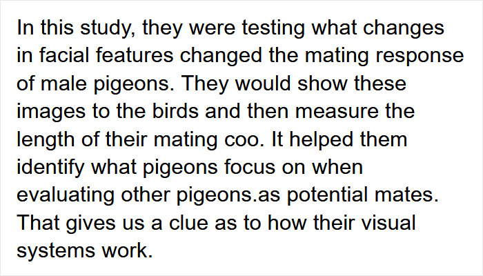 Scientists Share A Pigeon Facial Recognition Study, Tumblr User Summarizes It With A Hilarious Explanation