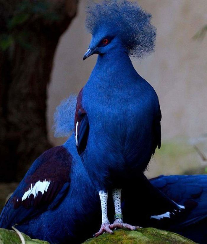 Mavi taçlı güvercin