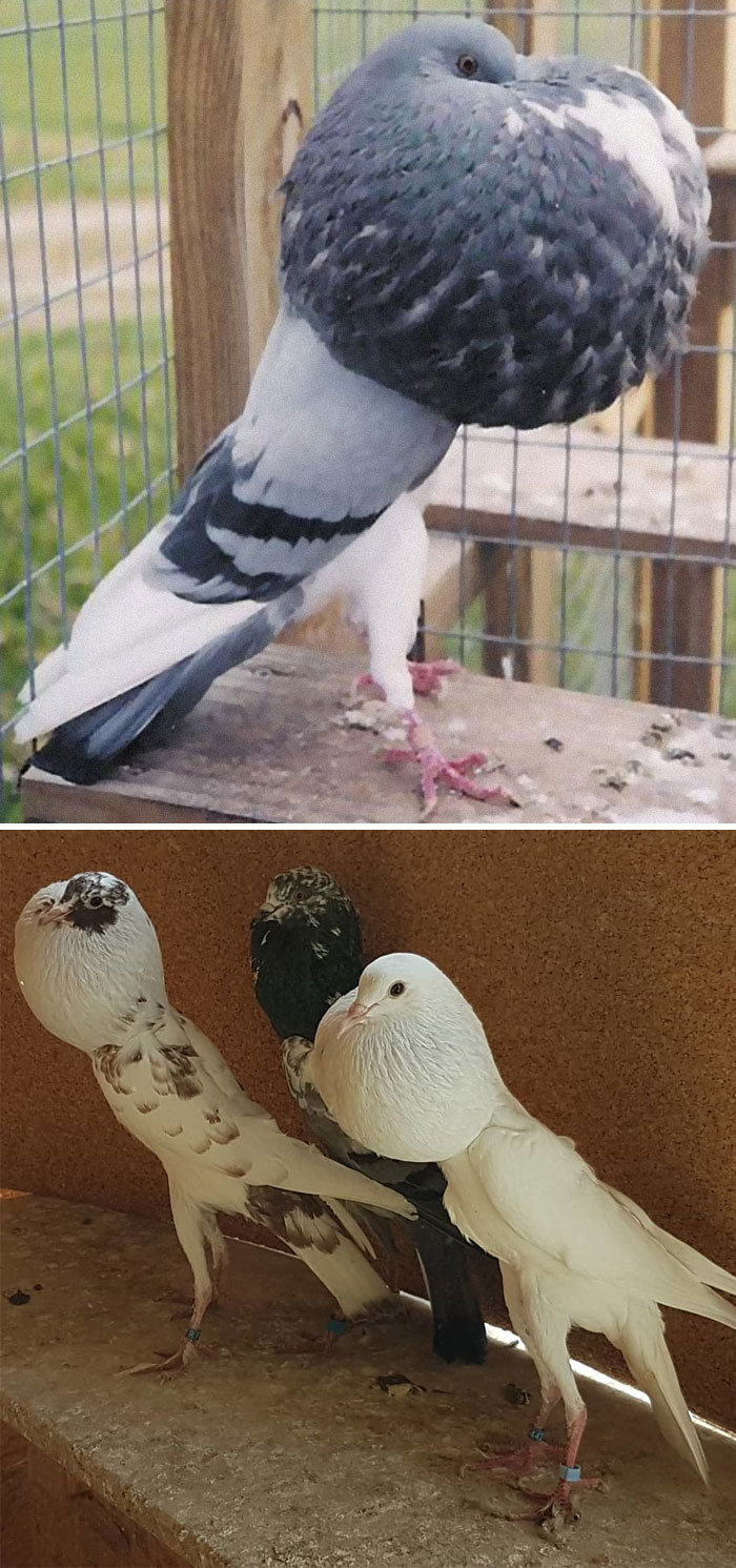 Brunner Pouter Pigeon