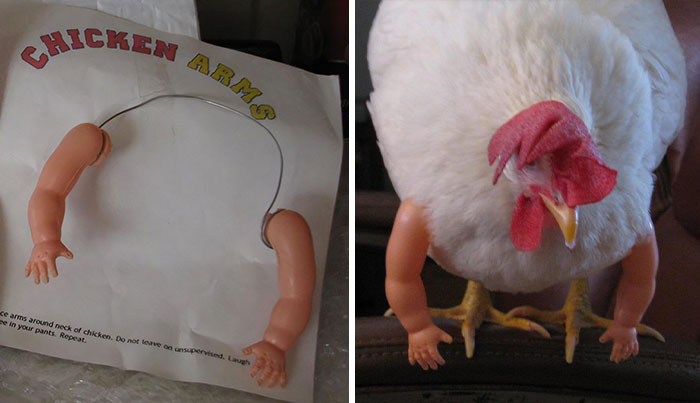 Apparently, You Can Buy Arms For Your Chicken