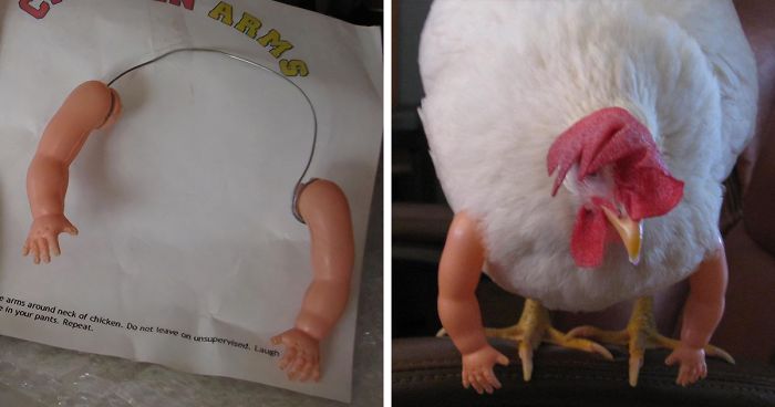 Chicken thoughts on wearing arms or costumes! #chickensoftiktok #abcde, chickens with arms