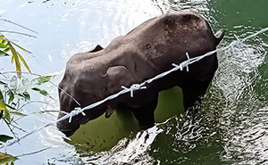 Artists Pay Tribute To The Pregnant Elephant Who Died Due To Someone Stuffing A Pineapple With Fireworks