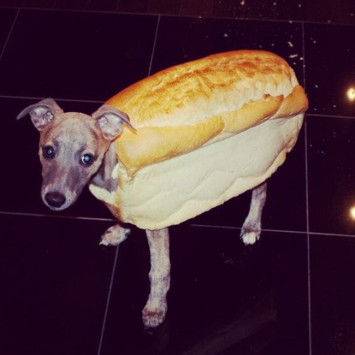 Pippa The Hot Dog