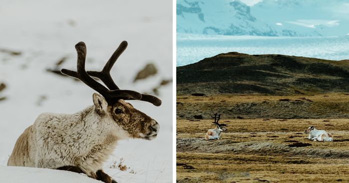 Here Are My 25 Photos Of Reindeer In Southeast Iceland ...