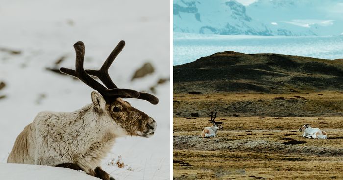 Here Are My 25 Photos Of Reindeer In Southeast Iceland Bored Panda Here Are My 25 Photos Of Reindeer In Southeast Iceland Bored Panda