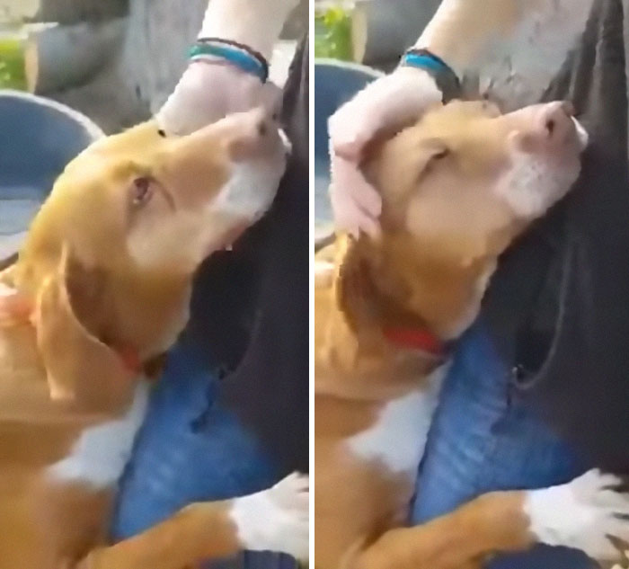Dog Hugs A Reporter Visiting A Shelter To Do A Story Until He, Allegedly, Decides To Adopt Her