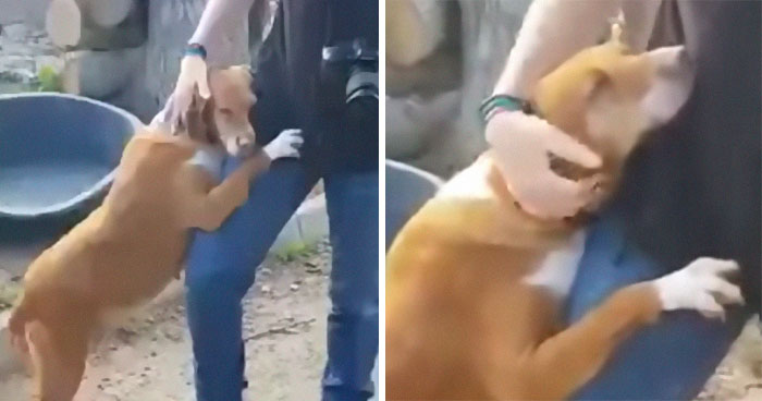 Dog Hugs A Reporter Visiting A Shelter To Do A Story Until He, Allegedly, Decides To Adopt Her
