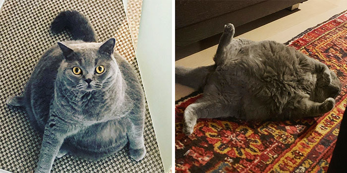 This Chonky-Looking Cat Was About To Be Put Down Because Of Her Condition, Got Rescued By The Vet