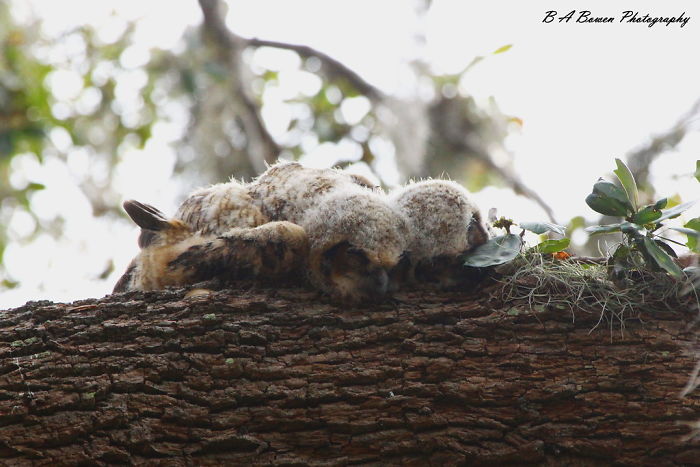Sleeping-Baby-Owls-Face-Down