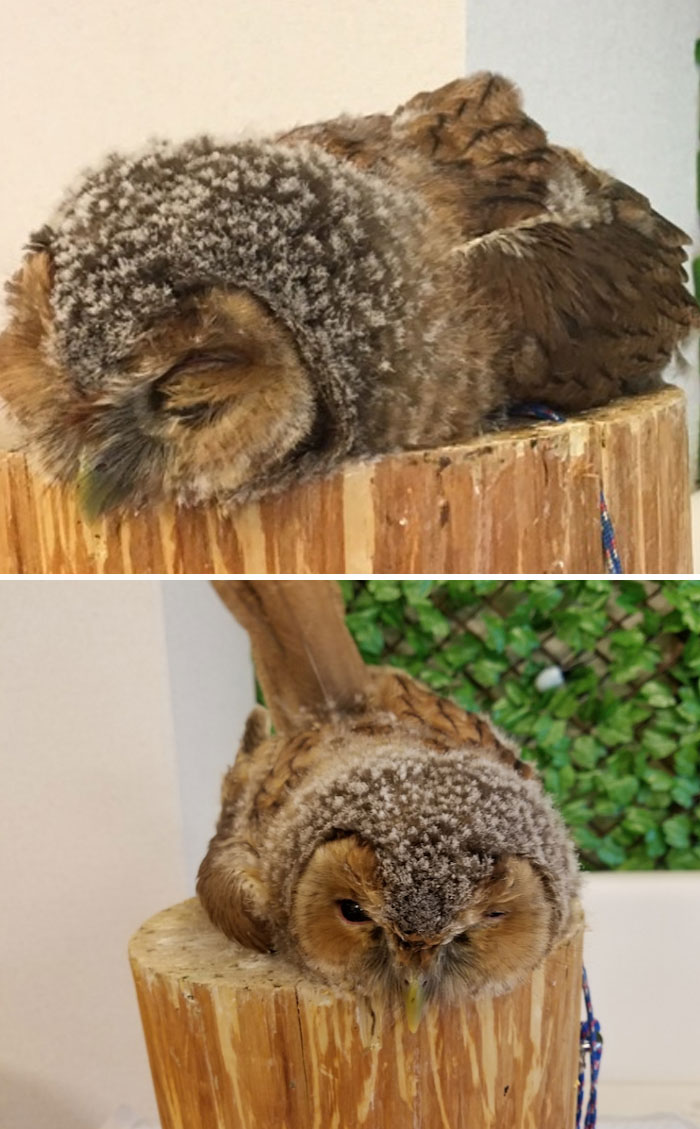 People Are Just Learning That Some Owls Sleep With Their Faces Down And Here Are 26 Pics