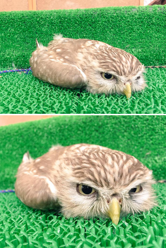 Baby Owls Sleep Face Down