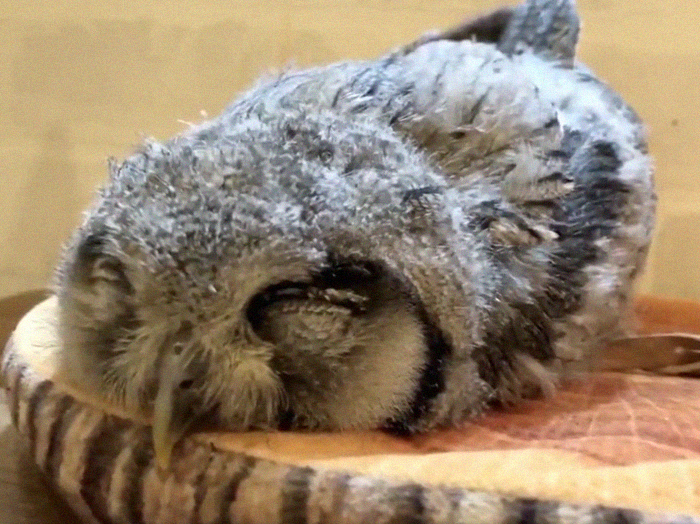 People Are Just Learning That Some Owls Sleep With Their Faces Down And Here Are 26 Pics