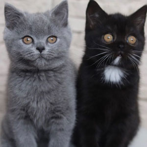 Cat With Split-Colored Face Becomes A Father To Kittens In Each Of His Colors