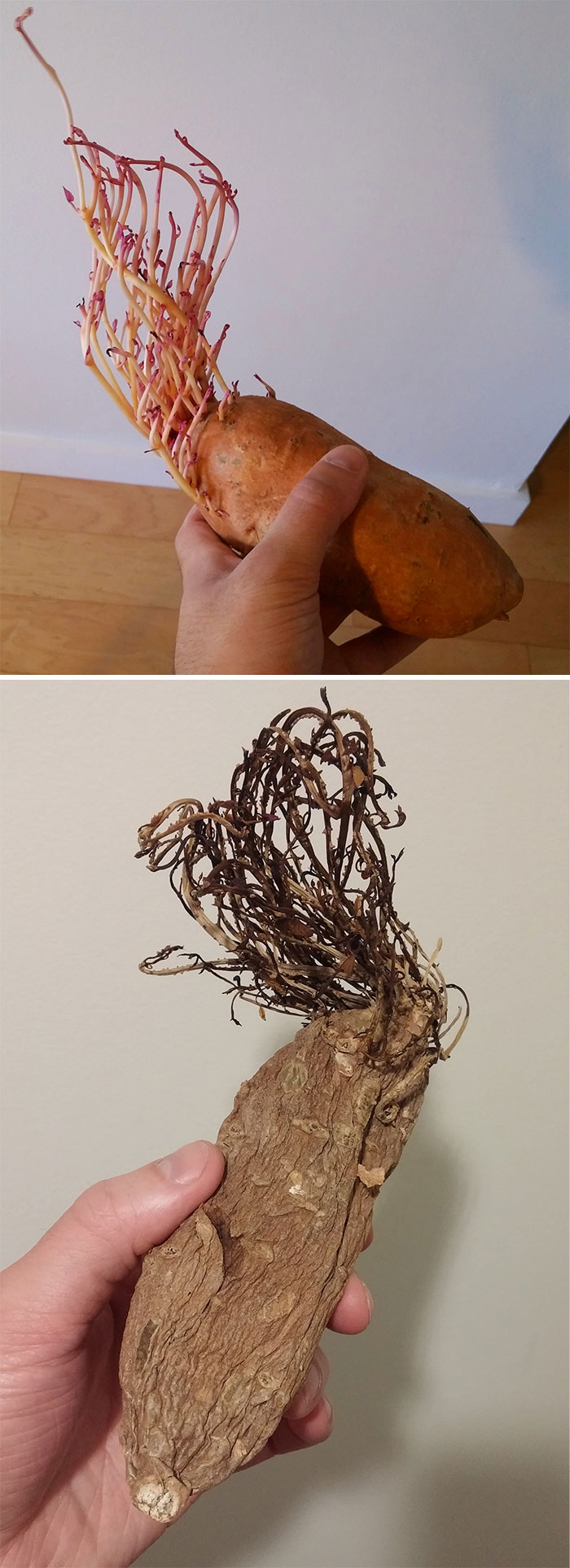 Left A Sprouting Sweet Potato In My Cupboard For A Little Over A Year. Here Are The Results.
