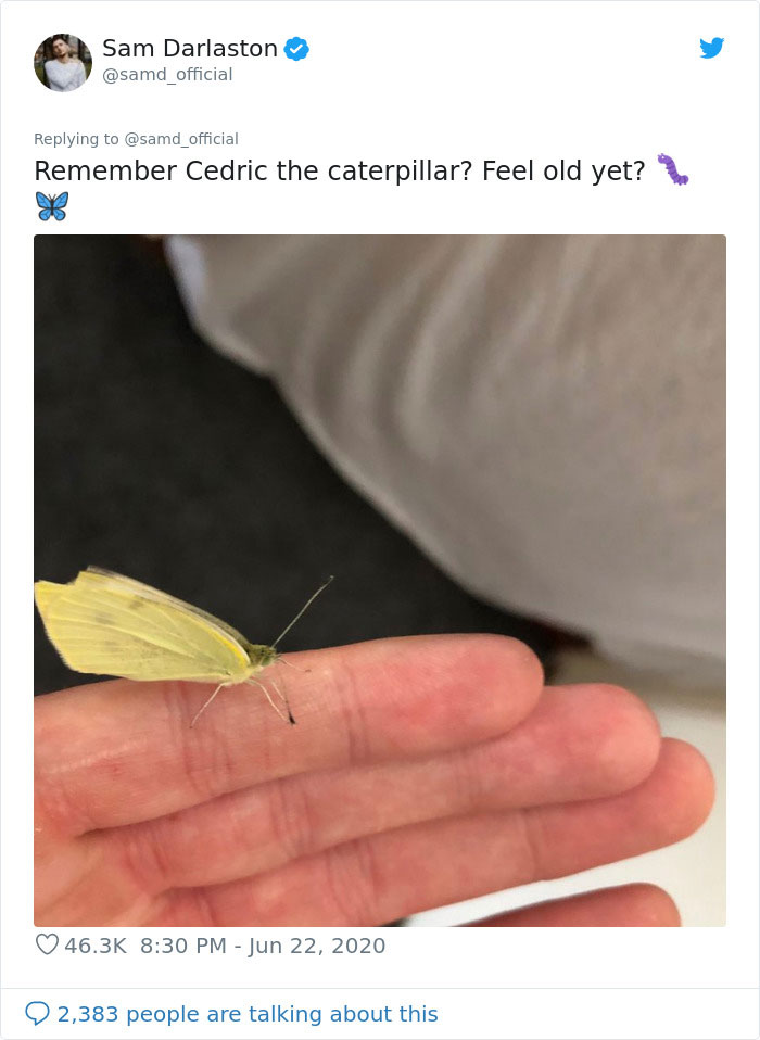 Guy Finds Caterpillars In Tesco Broccoli, Decides To Raise Them Into Butterflies And Documents The Entire Process