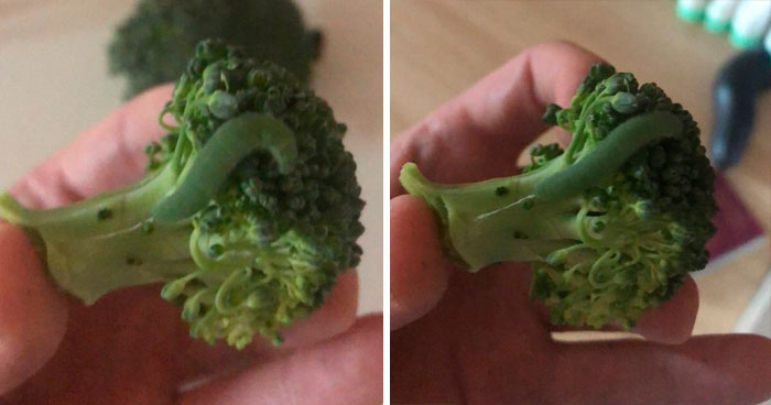Guy Finds Caterpillars In Tesco Broccoli, Decides To Raise Them Into Butterflies And Documents The Entire Process