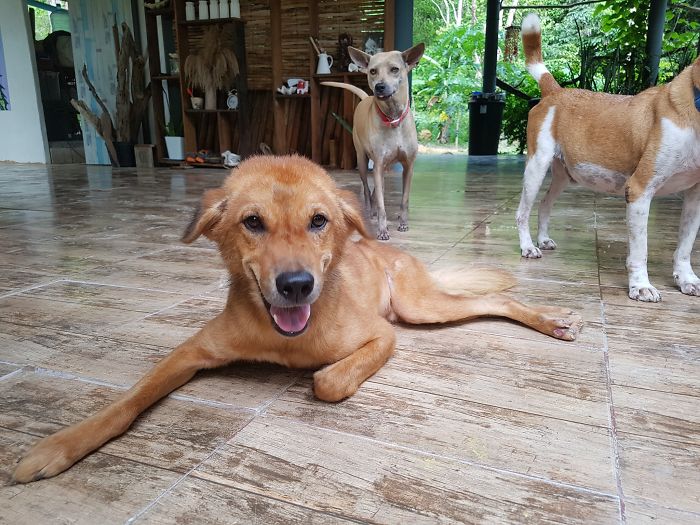 Couple Moves To Thai Island, Adopts 15 Strays After Losing Their Beloved 10 Y.O. Doggo