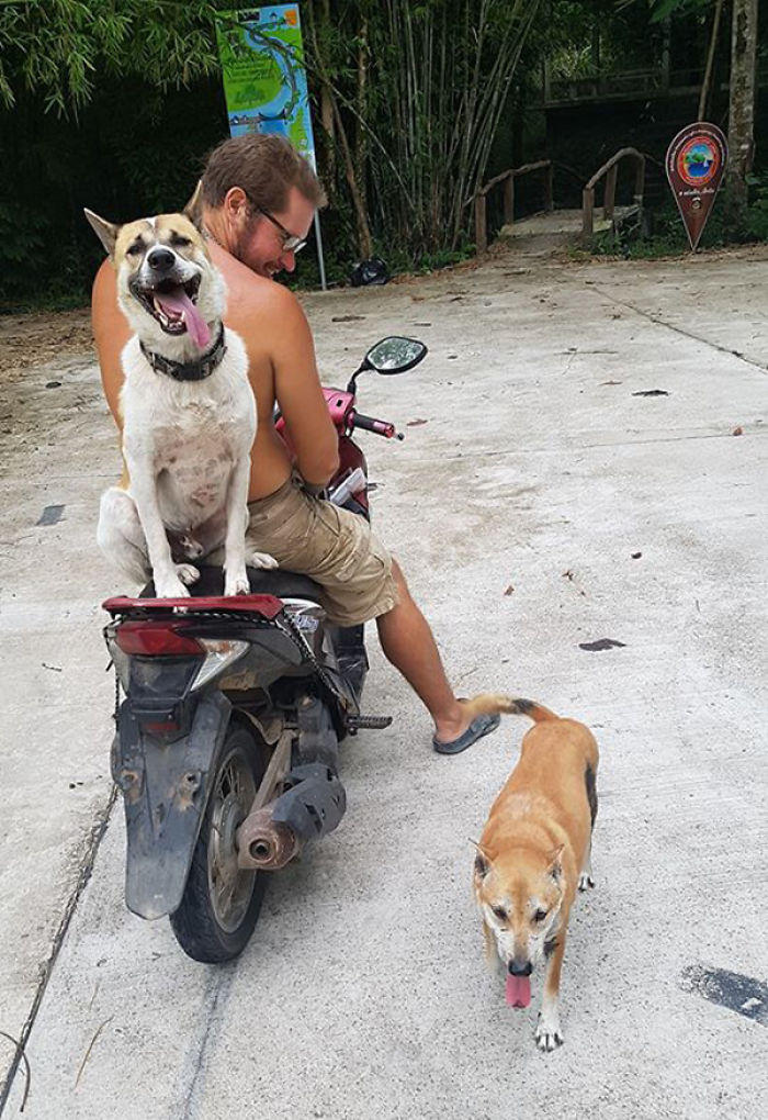 Couple Moves To Thai Island, Adopts 15 Strays After Losing Their Beloved 10 Y.O. Doggo