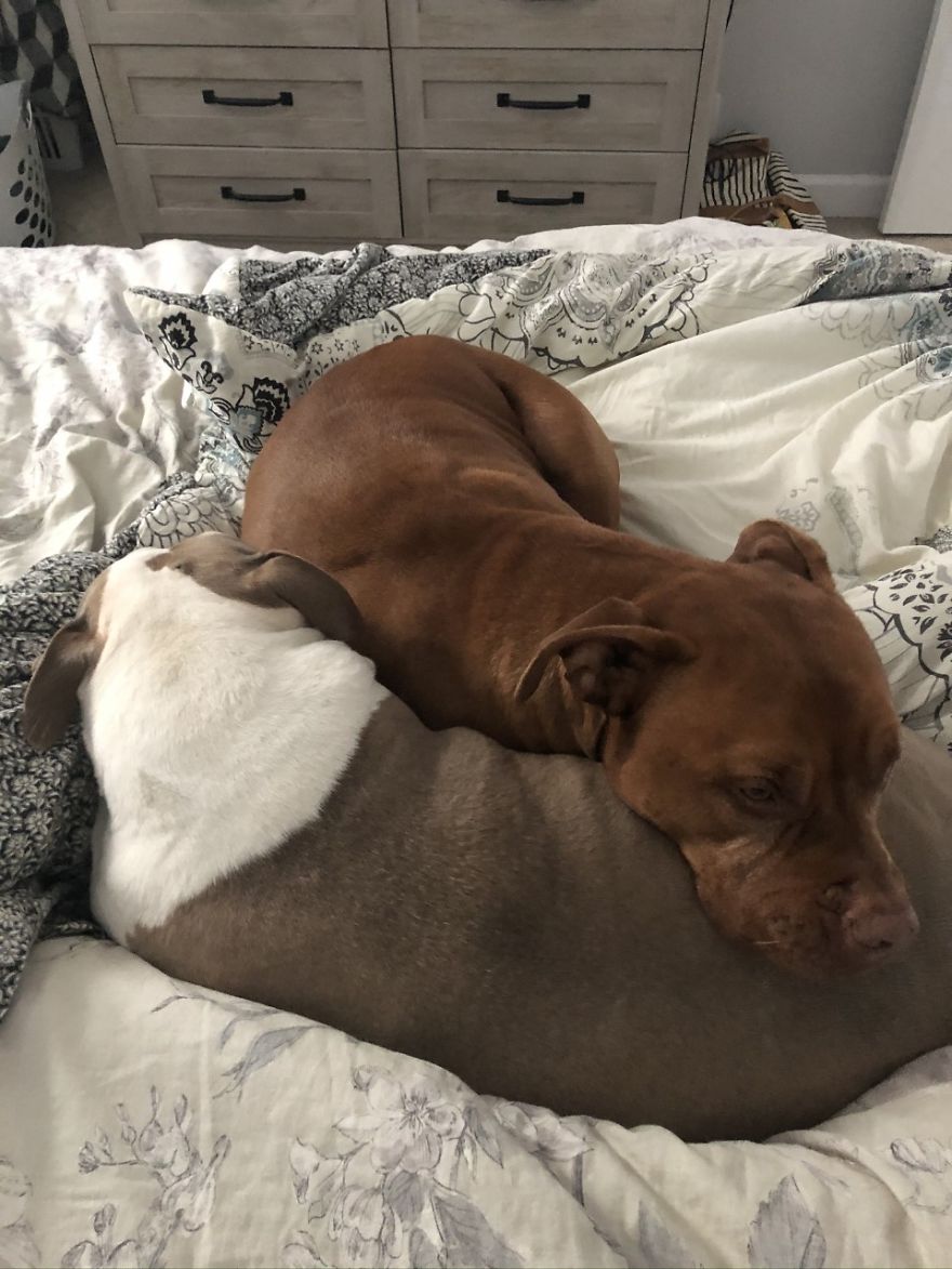 Camera Catches Dog Taking His Bed To His Sick Brother