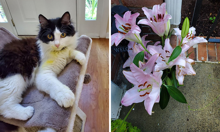 Woman Almost Accidentally Kills Her Cat After It Plays With Lilies, Warns Others About Its Danger