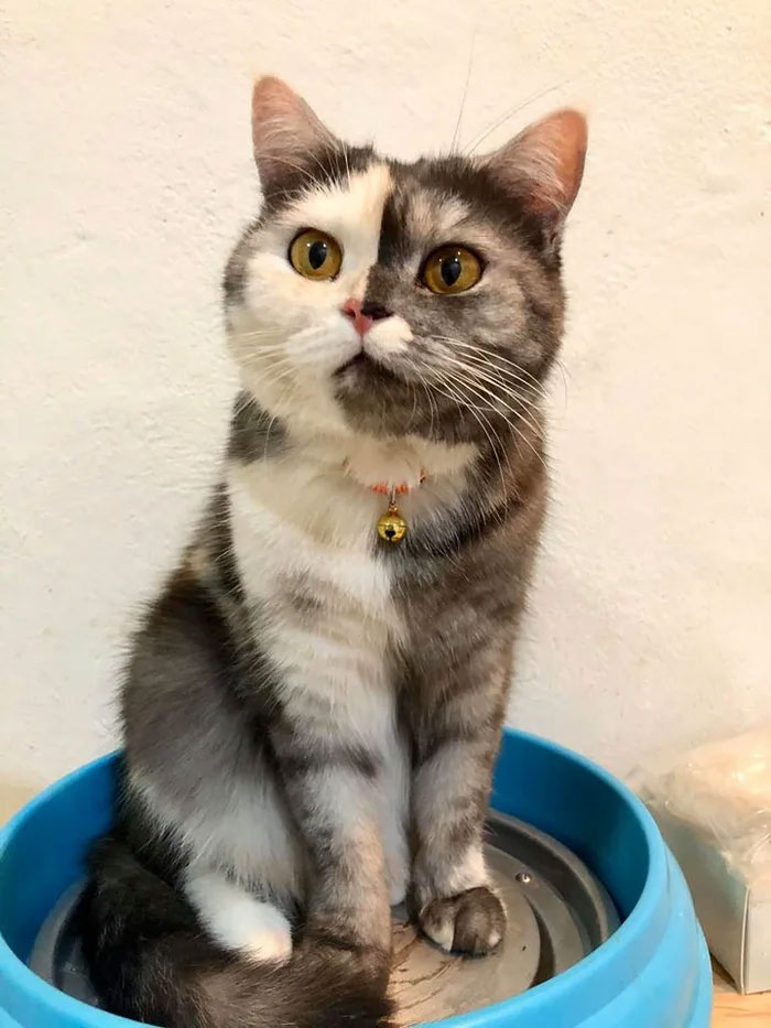 Meet ‘Chimera’ Thai Cat Who Looks Too Cute For This World