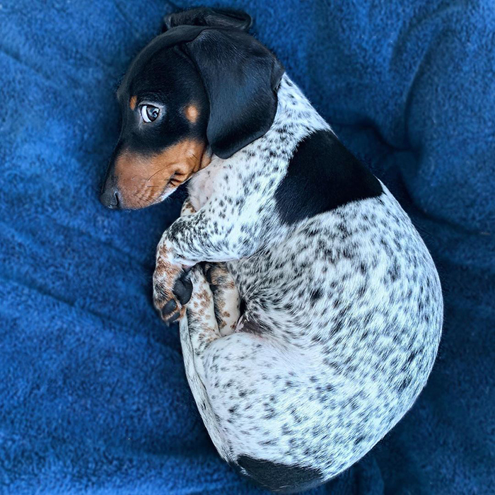 Meet Moo, An Adorable Dachshund That Looks Like He Has The Body Of A Cow  (30 Photos) | Bored Panda