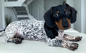 Meet Moo, An Adorable Dachshund That Looks Like He Has The Body Of A Cow (30 Photos)