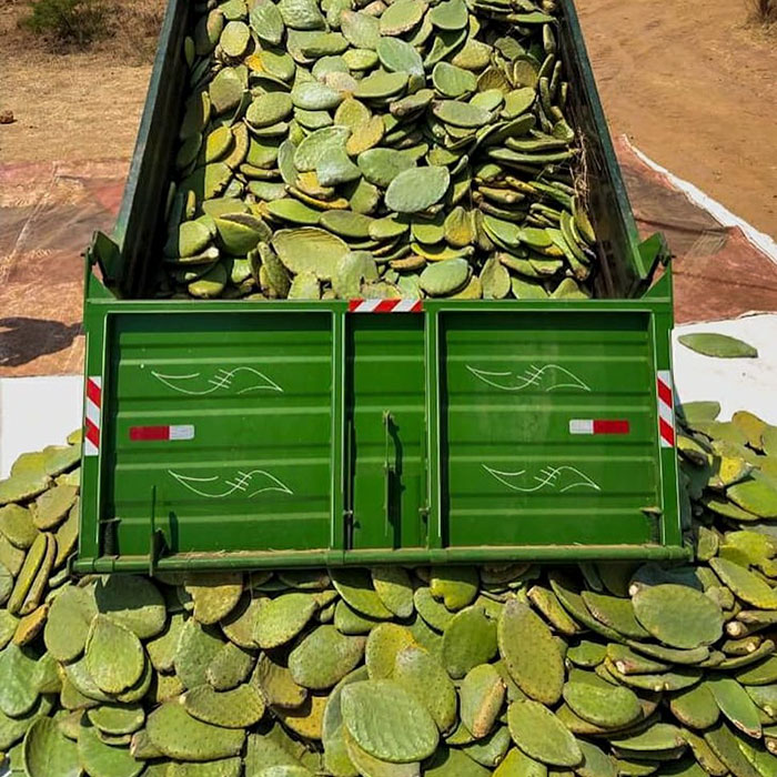 These Guys Found A Way To Make Leather Out Of Cactus Leaves To Help Save The Environment