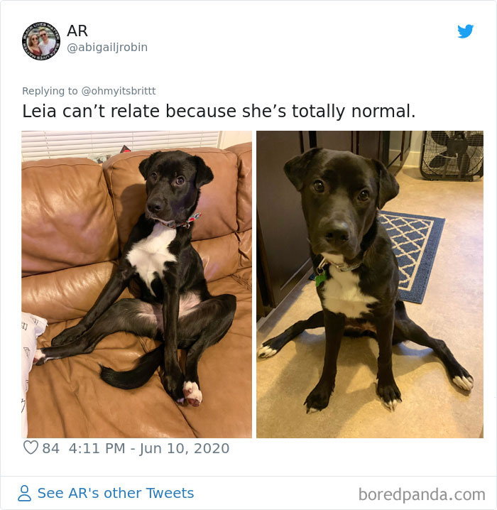 People Are Sharing Hilarious Pics Of Their Pets Sitting Like Total Weirdos In This Thread (30 Pics)