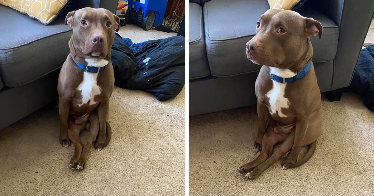 Owner Shares A Photo Of Her Dog Sitting Like A “Weirdo”, Others Respond With Pics Of Their Own Pets (73 Pics)