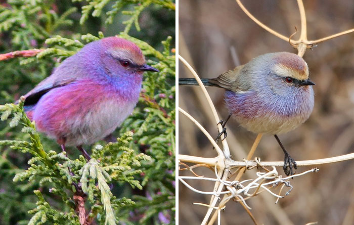 This Rainbow Bird Is Called The White-Browed Tit-Warbler And That Might Be The Silliest Name You’ve Heard