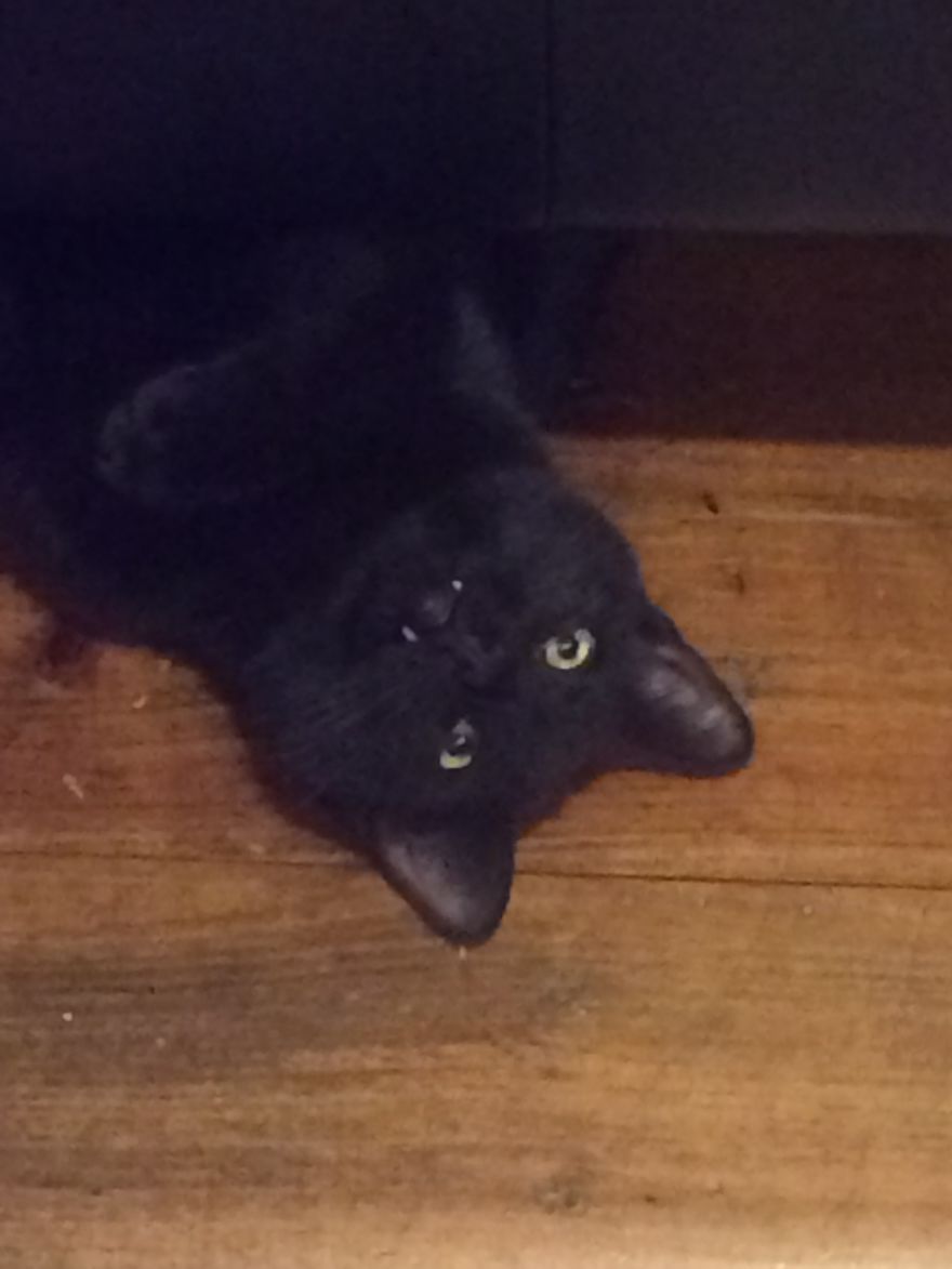 This Is My Boy Chester. Adopted Him A Few Months Ago From A Friend&rsquo;s Shelter. He Came With A Baby Kitten Named Kevin Who Unfortunately Passed Away Due To A Terrible Virus. Chester Still Has Great Times With Us And He Loves Belly Rubs And Laundry Baskets! He Loves Us So Much And I&rsquo;m So Happy This Playful Kitty Has A Forever Home!