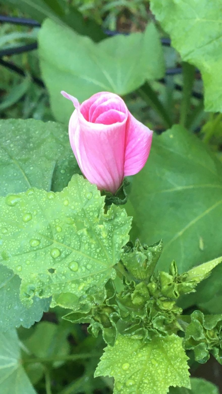 I Love Flowers
