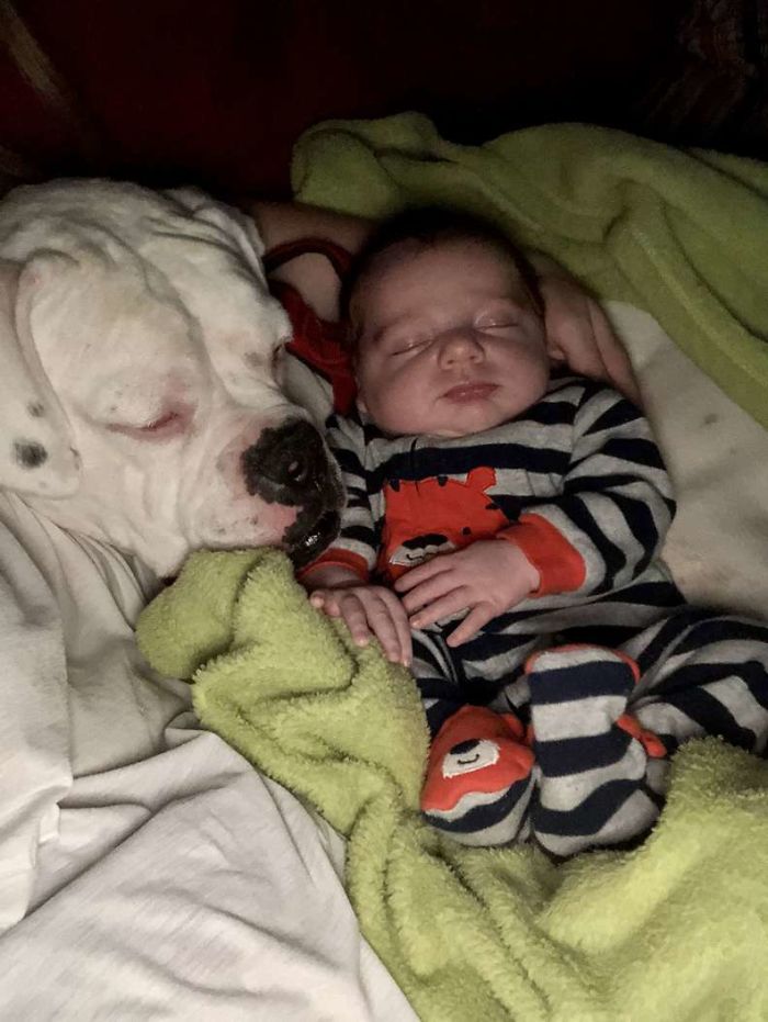 La cámara capta el adorable momento en que un niño pequeño se escapa de su cama para dormir con su perro