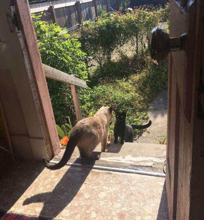 Stray Cat ‘Asks’ Woman To Let Her Inside So She Can Have Her Babies